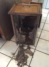 katy kitchen termites to get their day