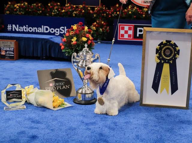 Who won the National Dog Show?