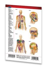 Details About Trigger Points I Chart Head Torso Acupuncture Pocket Chart Quick Reference