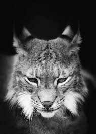 Lynx is a text browser for the world wide web. Kaufen Lynx Poster Online Dearsam De