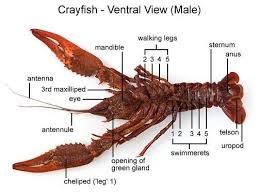 Crayfish Dissection Fish Anatomy Crayfish Dissection