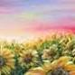 Field of Sunflowers