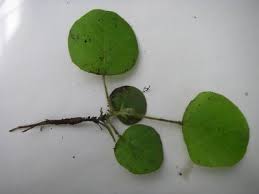 Image result for Pseudovigna