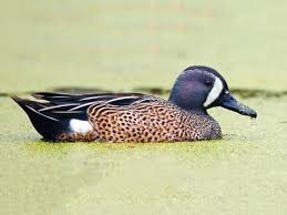 blue winged teal identification all about birds cornell