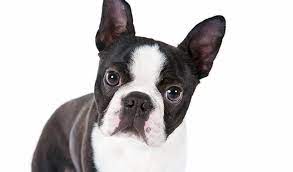 Boston Terrier Dog Breed Information