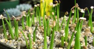 Maybe you would like to learn more about one of these? Teknik Penanaman Tumbuhan Propagation Myrokan