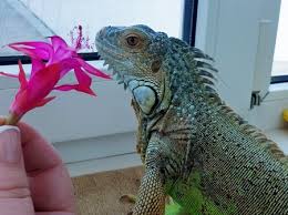 Best dining in newcastle upon tyne, tyne and wear: Best Foods For An Iguana Iguana Food List Care Guides For Pet Lizards