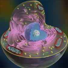 Cool 3d Animal Cell Model Feria De Ciencias Proyectos De Ciencia Proyectos