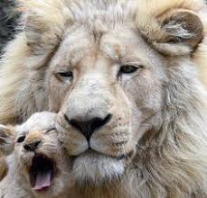 Image result for A Lion doesnâ€™t have to roar to let everyone know heâ€™s a Lion. Even when he purrs, the whole jungle knows heâ€™s the king. ðŸ¦