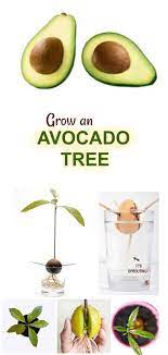 Grow Avocado Tree Growing An Avocado Tree Avocado Tree Grow Avocado