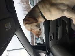 Dog Passenger Blank Template Imgflip