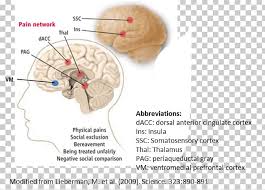 Maybe you would like to learn more about one of these? Brain Anterior Cingulate Cortex Cingulate Gyrus Cerebral Cortex Ventral Tegmental Area Png Clipart Amygdala Anterior Cingulate