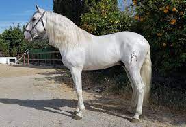 Das familienunternehmen loesdau zählt die amigo hero ripstop lite bietet ihrem pferd viel bewegungsfreiheit und komfort in der übergangszeit. Pferdevermittlung Pre Pferde Esteban Otero