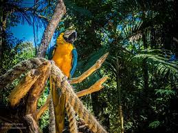 Noun (used with a plural verb) a class of vertebrates comprising the birds. Parque Das Aves Birds Park Brazil