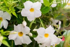 Image result for Dactyladenia gilletii