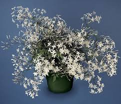 Image result for Jasminum polyanthum