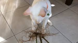Namun, untuk anda yang baru pertama kali igin memelihara kucing pasti harus melewati. Pokok Galak Kucing Youtube