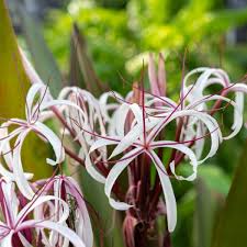 Image result for Crinum harmsii