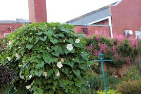 Image result for Ipomoea alba