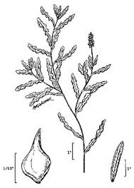 Image result for Potamogeton crispus