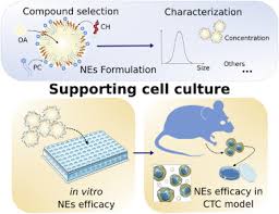 Check spelling or type a new query. Nanoemulsions To Support Ex Vivo Cell Culture Of Breast Cancer Circulating Tumor Cells Sciencedirect
