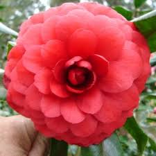 Tudor Baby Camellia Flowers Japonica