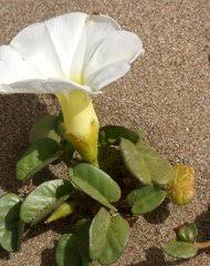 Image result for Ipomoea prismatosyphon