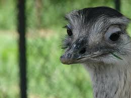 #emma is now available at home on demand! Ema Animal Free Photo On Pixabay