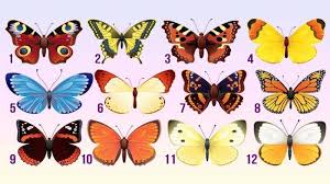 Tes Kepribadian Pilih Satu Kupu Kupu Untuk Mengetahui Apakah Tujuanmu Hidupmu Akan Tercapai Halaman All Pos Kupang