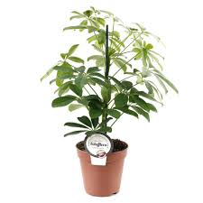 Schefflera H 50 60cm Pot Plante Verte Interieur Plante Verte Jardinerie Truffaut