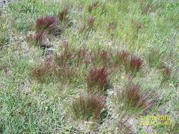 Image result for Aristida pilgeri