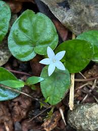 Image result for Geophila repens