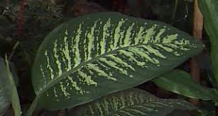 Poisonous House Plants Dumbcane There is a surprising number of poisonous plants that can cause rashes or worse. poisonous house plants dumbcane