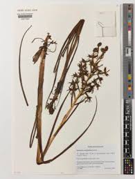 Image result for Platycoryne affinis