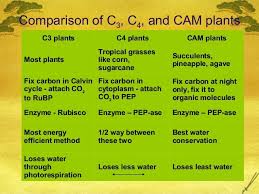 Ap Bio Ch 10 C3 C4 And Cam Plants Biology Plants Biology Classroom Biology Lessons