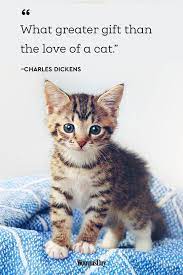 Best Cat Quotes 20 Cute Cat Sayings That Describe Your Cat I love cats because i enjoy my home; best cat quotes 20 cute cat sayings