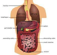 Pain under the left rib cage can have many causes. Spleen Pain Causes Diagnosis And Treatment Of Pain Under Left Rib Cage