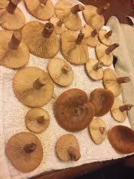 Your result will be shown and then you. Mushroom Id Im Thinking Lactarius Corrugis No Acrid Taste Spore Print White Growing In Clusters Under Trees Mycology