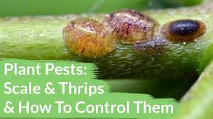 On peach trees on the upper leaf surface. Plant Pests Scale Thrips And How To Control Them