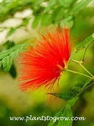 Image result for Calliandra tweedii