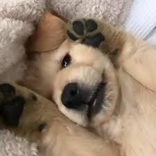 Good Morning Credit Billy Golden Follow K9 Cute Goldenretriever Puppy Goldenretr 2020 Sevimli Hayvan Yavrulari Komik Hayvan Komik Hayvan Fotograflari