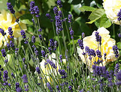 Sie sind die meistverkauften und beliebtesten pflanzen… ob im klassischen garten oder auf dem balkon, verwandeln sie ihr beete und töpfe in ein wahres blütenmeer. Kein Garten Ohne Lavendel Duft Hin Oder Her