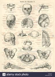 Deutsch Tafel Skelett Des Menschen Ii Zum Artikel Skelett Original Bildunterschriften Fig 1 Vorderansicht Des Schadels Fig 2 Seitenansicht Des Schadels Fig 3 Schadel Von Unten Gesehen Fig 4 Base Der Schadelhohle