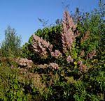 Image result for Tetradenia galpinii