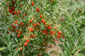 Risk of allergic reactions in individuals with food allergy. Goji Berry Lycium Barbarum Premier Seeds Direct