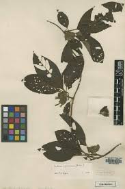 Image result for Sabicea venosa