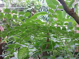 Image result for Phyllanthaceae