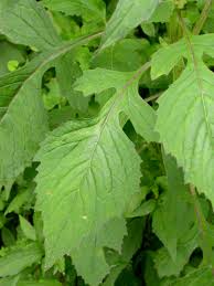 Image result for Crassocephalum crepidioides