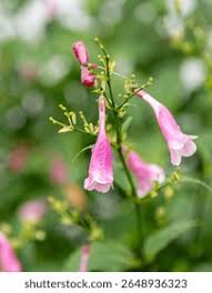 Image result for Isoglossa