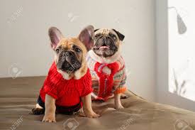 Here is our take on a pug dog. Happy Pets Pug Dog And French Bulldog Dressed In Knitted Sweaters Stock Photo Picture And Royalty Free Image Image 145884250